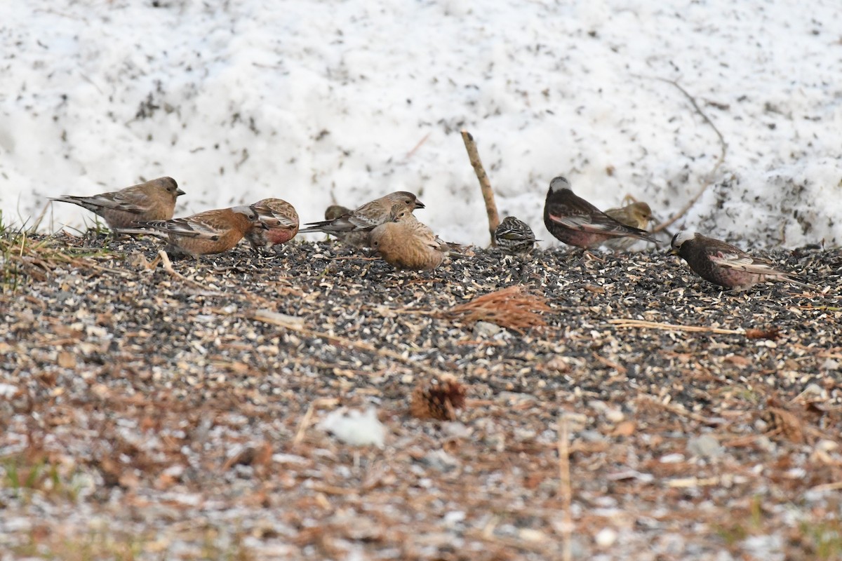 Brown-capped Rosy-Finch - ML637832385
