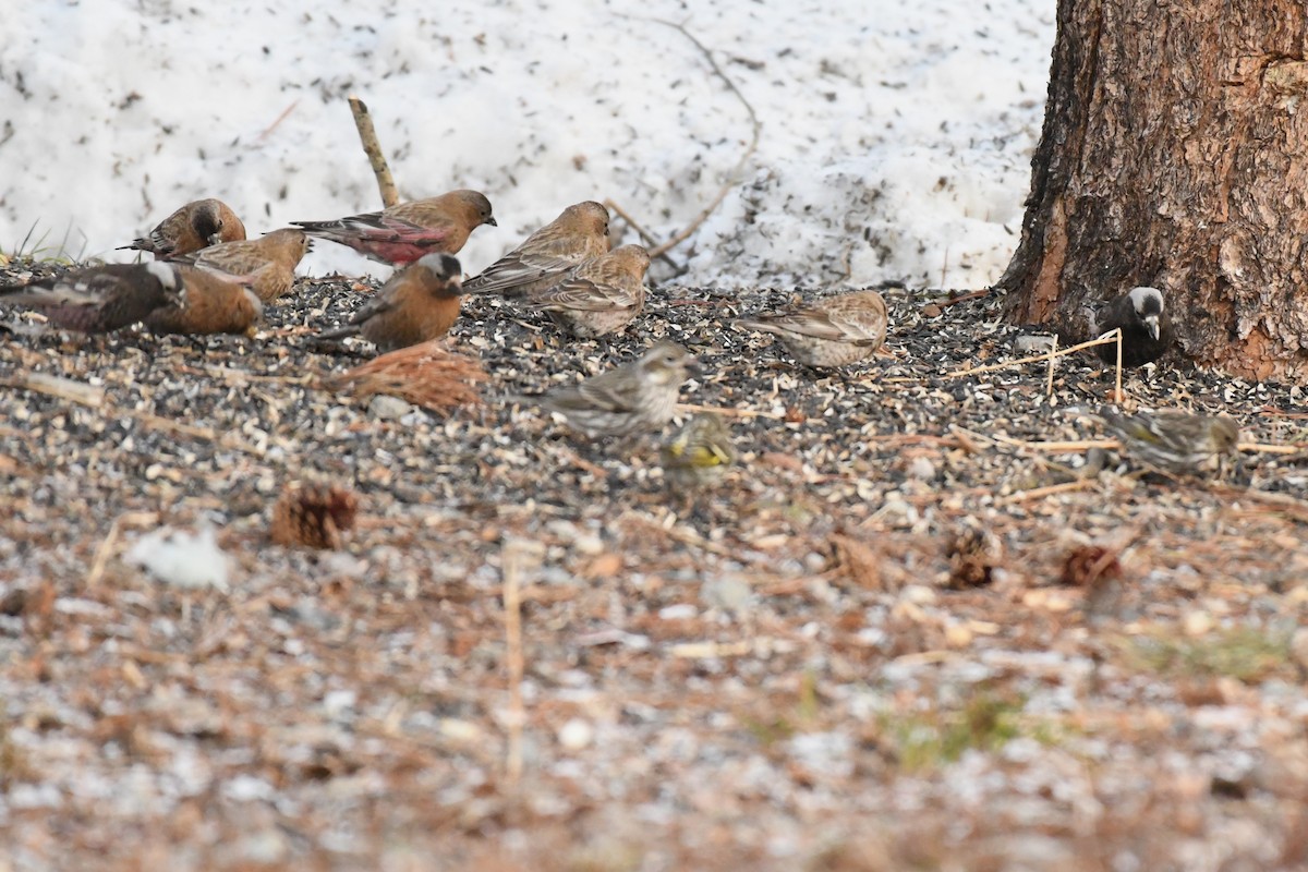 Brown-capped Rosy-Finch - ML637832387
