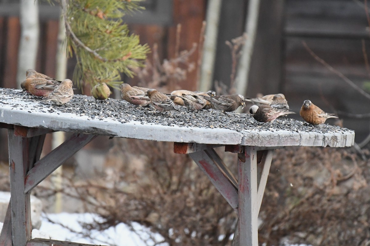 Brown-capped Rosy-Finch - ML637832388