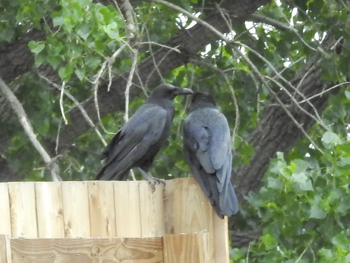 American Crow - ML637832411