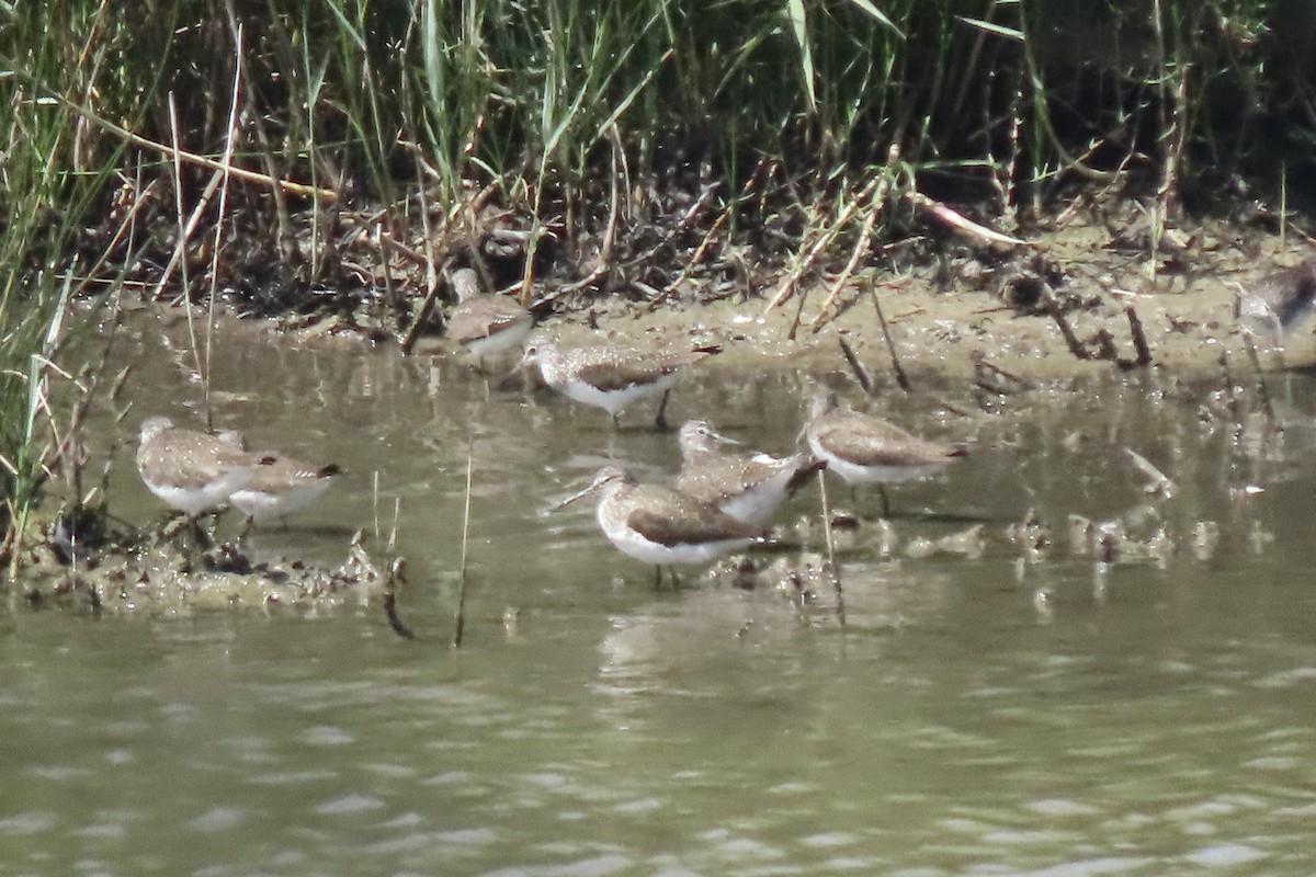 Green Sandpiper - ML637832415