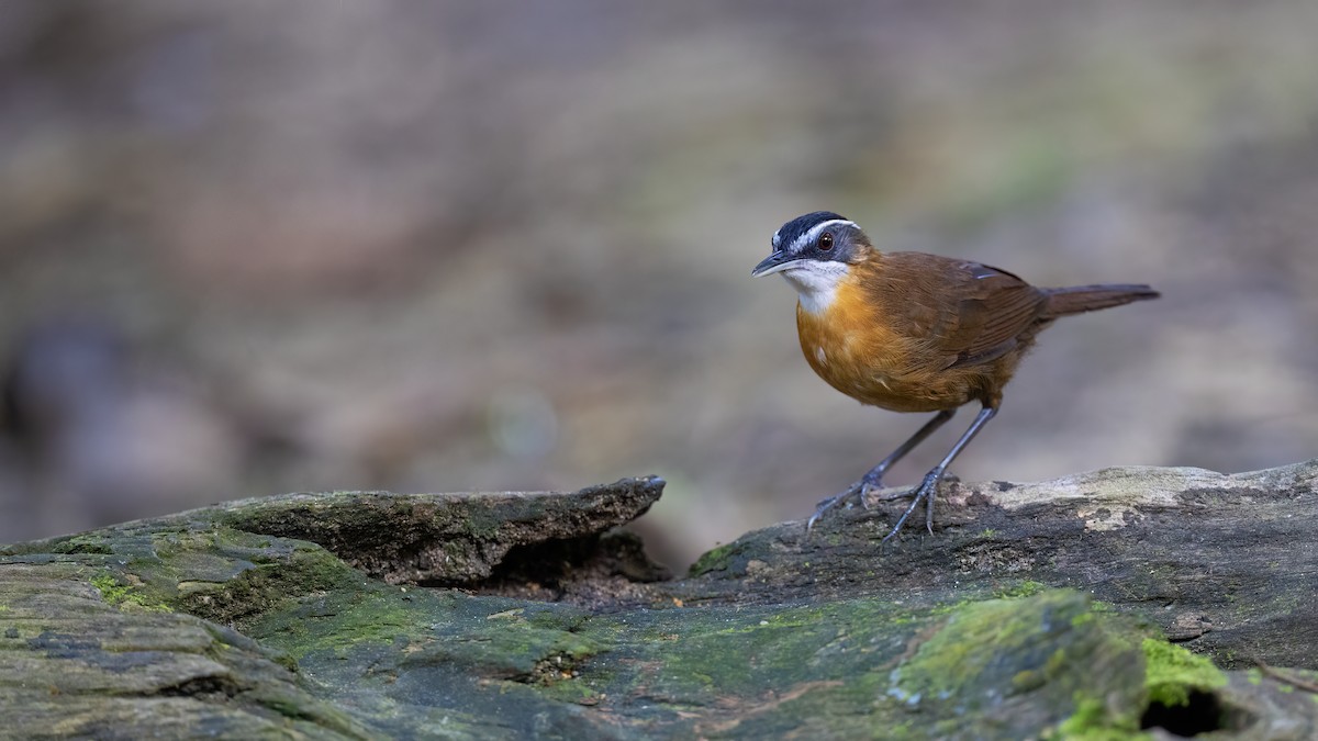 Bornean Black-capped Babbler - ML637832418