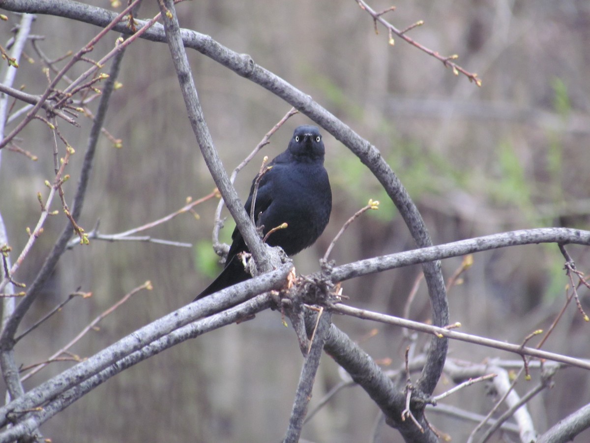Rusty Blackbird - ML637832420