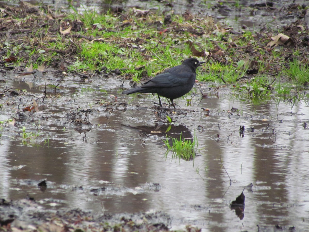 Rusty Blackbird - ML637832421