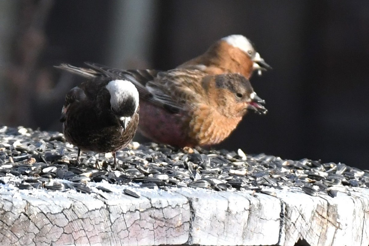 Black Rosy-Finch - ML637832435