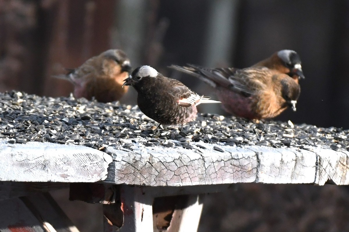 Black Rosy-Finch - ML637832436