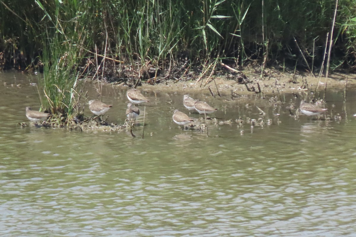 Green Sandpiper - ML637832441