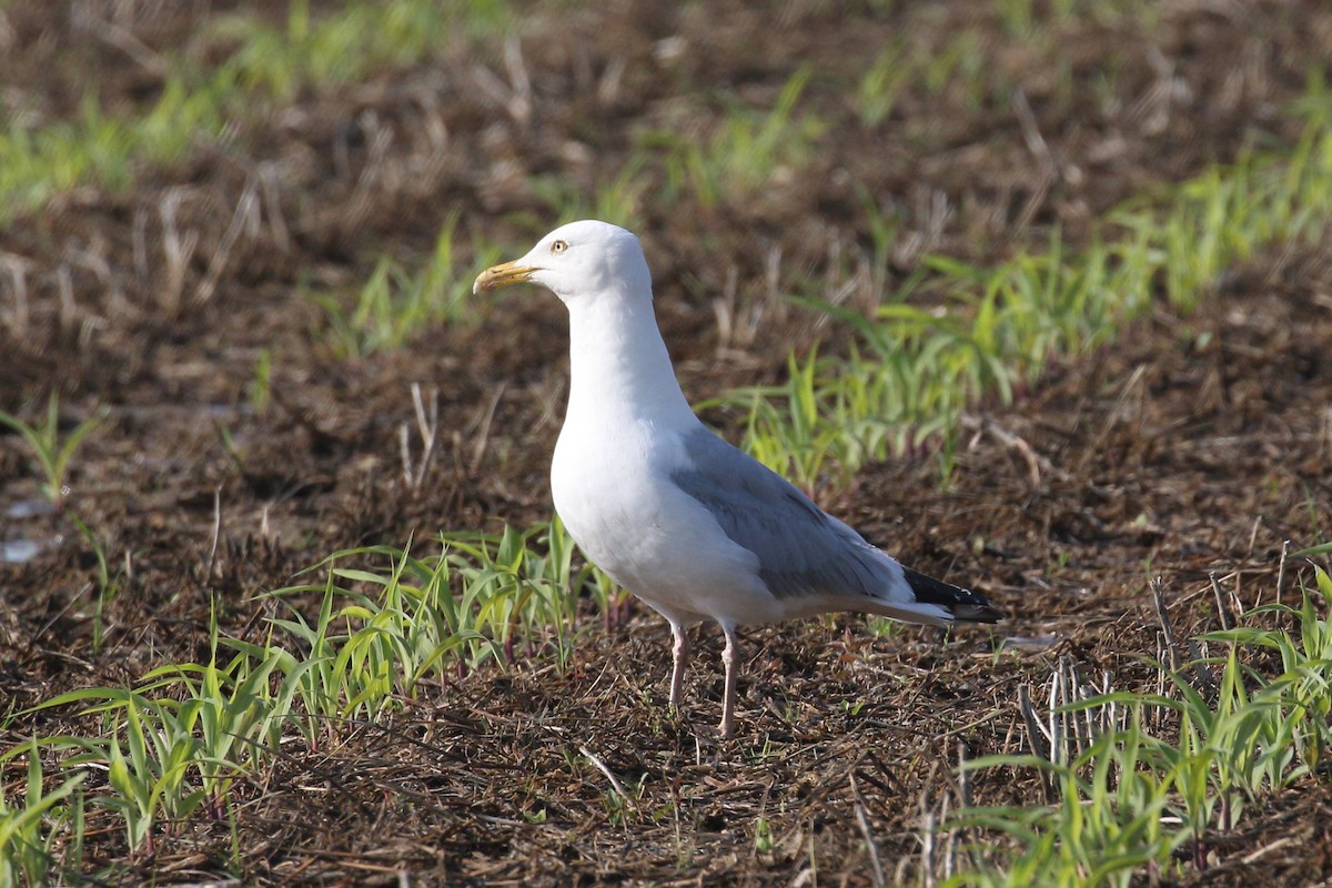 American Herring Gull - ML637832443