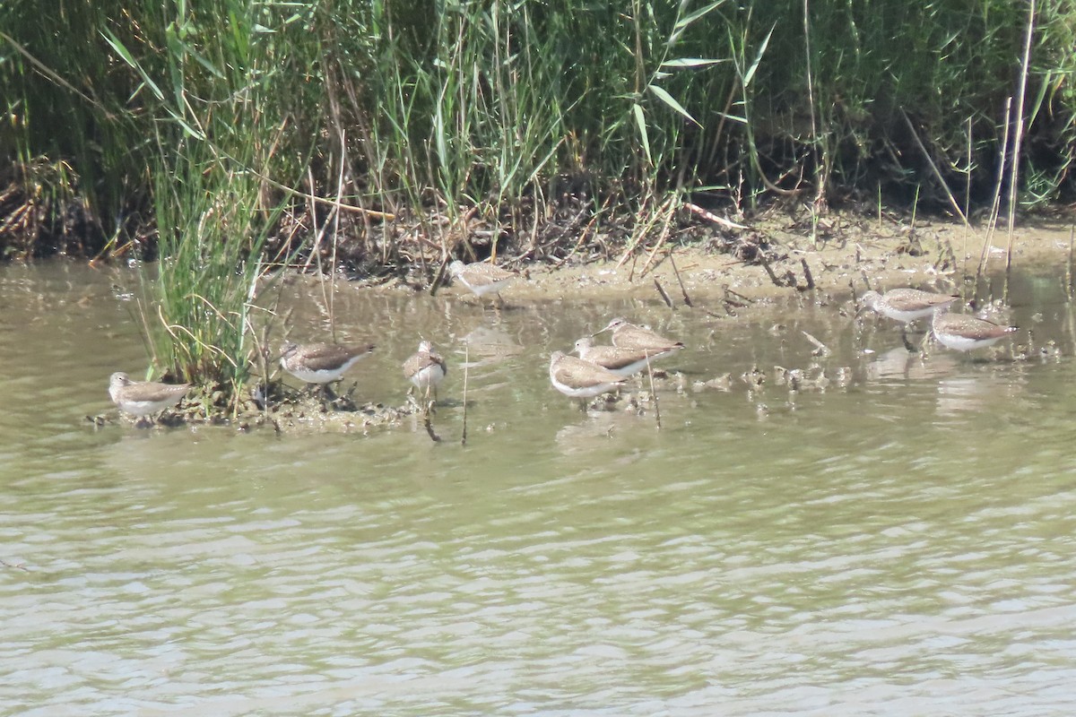 Green Sandpiper - ML637832444
