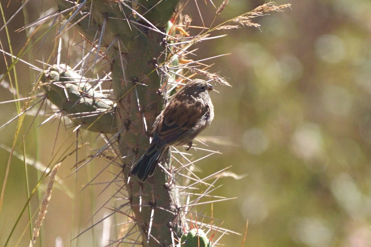 Band-tailed Seedeater - ML637832446