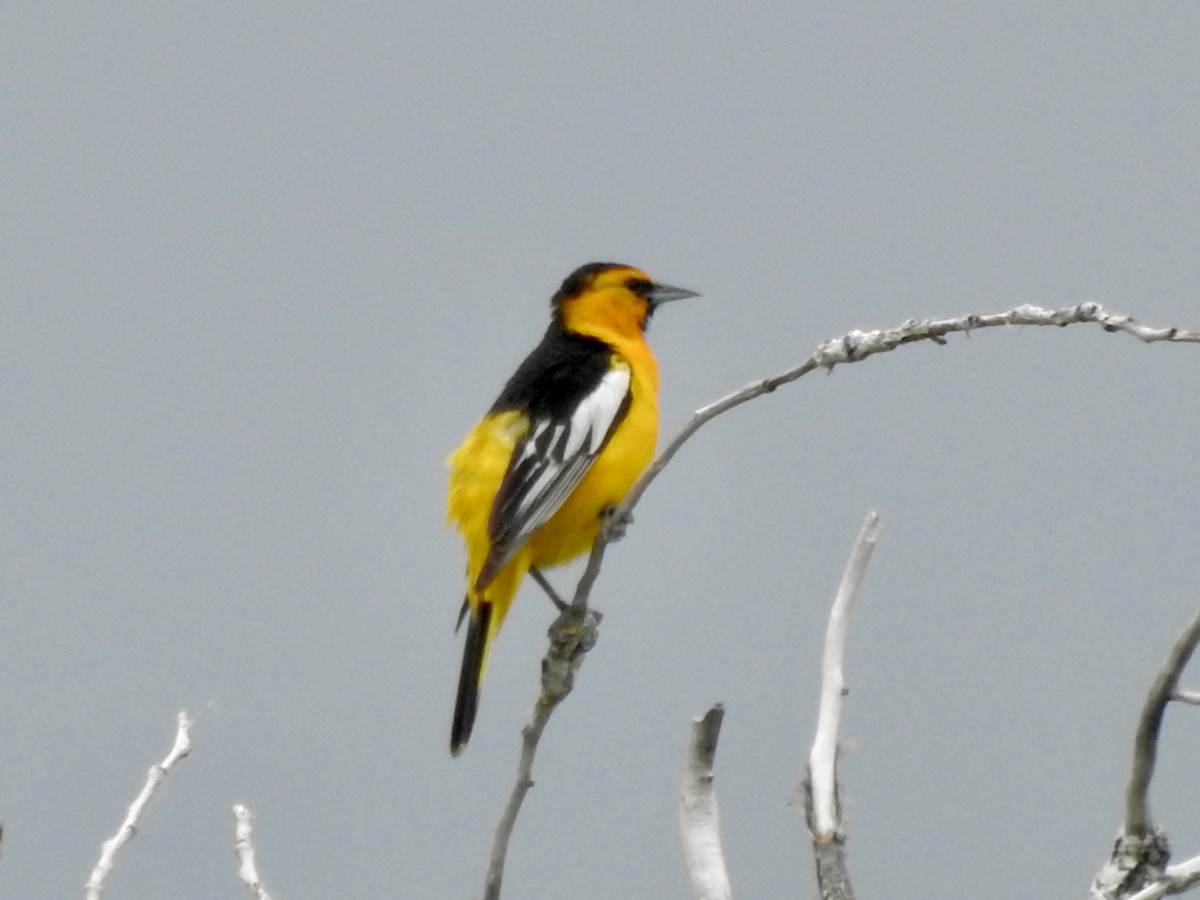 Bullock's Oriole - ML637832455
