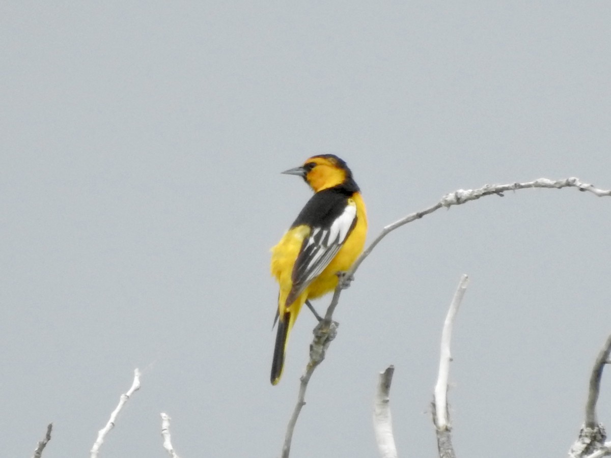 Bullock's Oriole - ML637832459