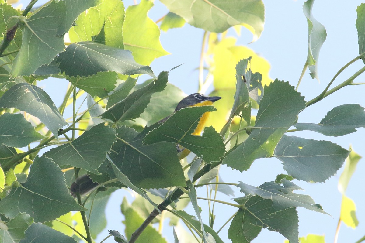 Yellow-breasted Chat - ML637832471