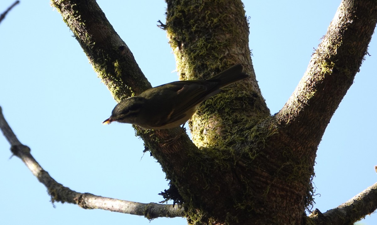 Blyth's Leaf Warbler - ML637832490