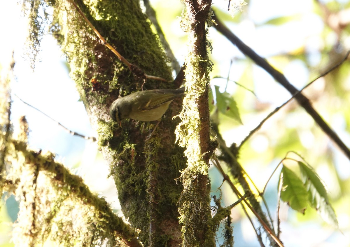 Blyth's Leaf Warbler - ML637832491