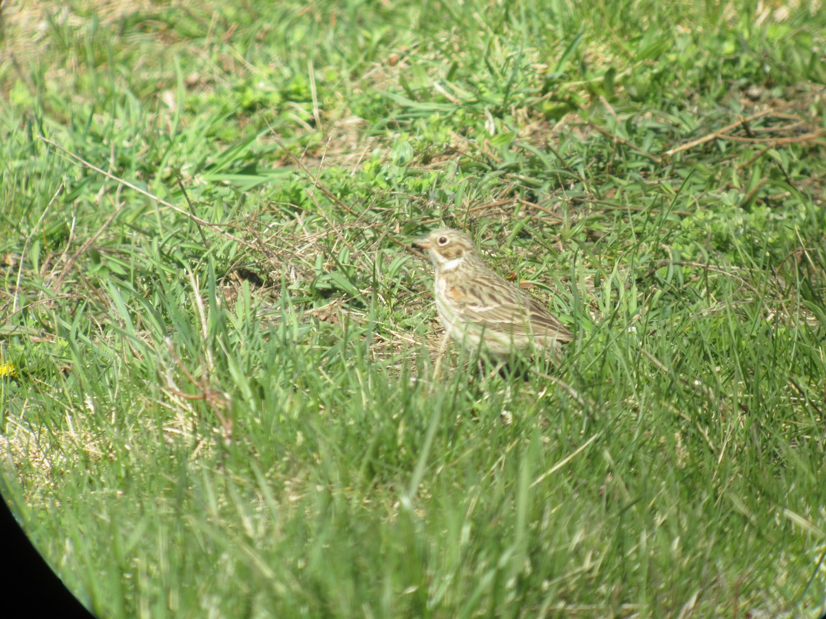 Vesper Sparrow - ML637832494