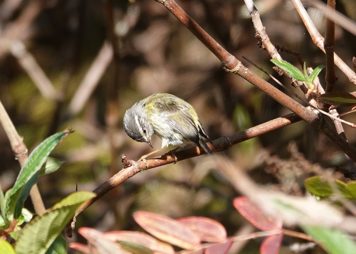 Ashy-throated Warbler - ML637832497