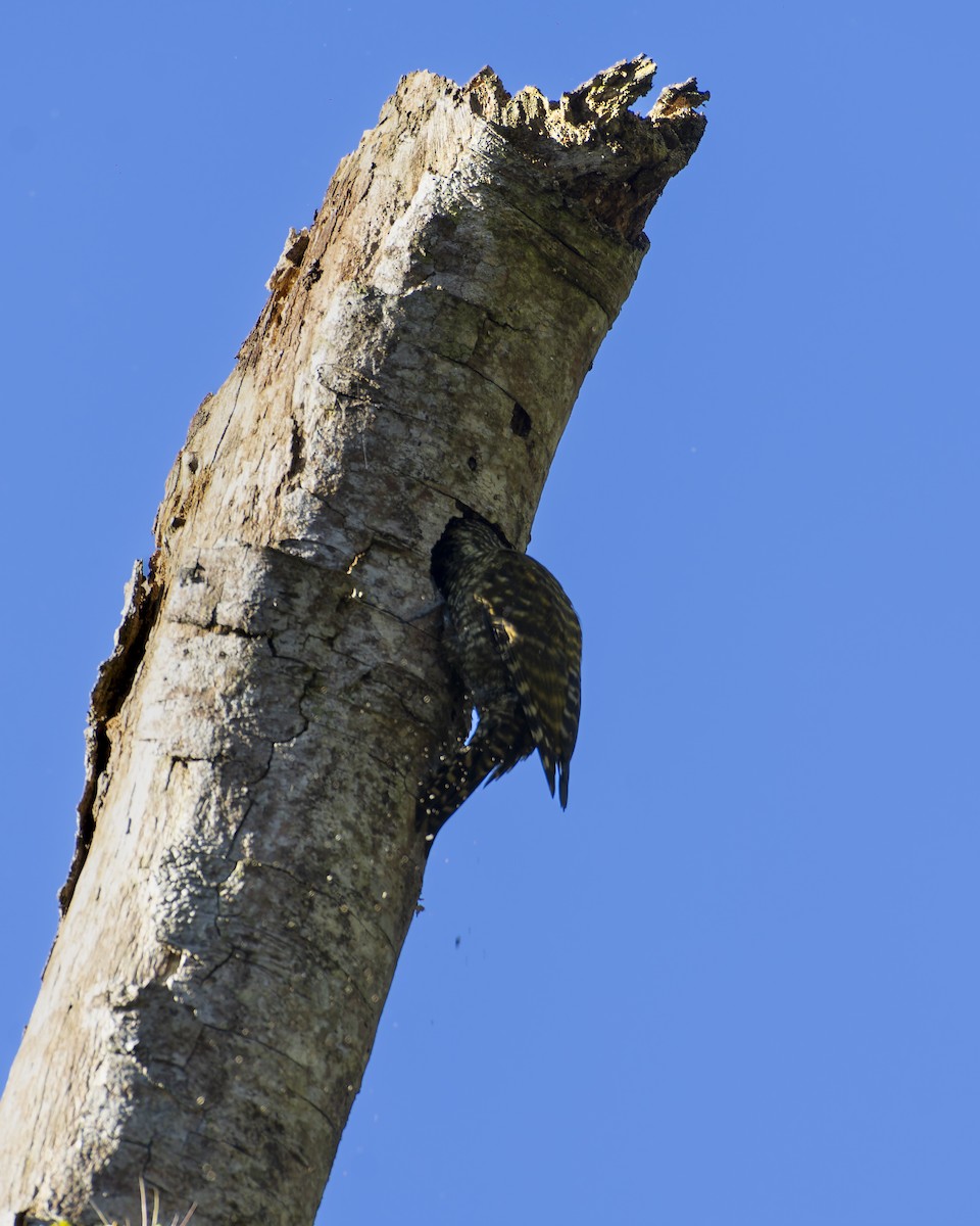 White-spotted Woodpecker - ML637832534