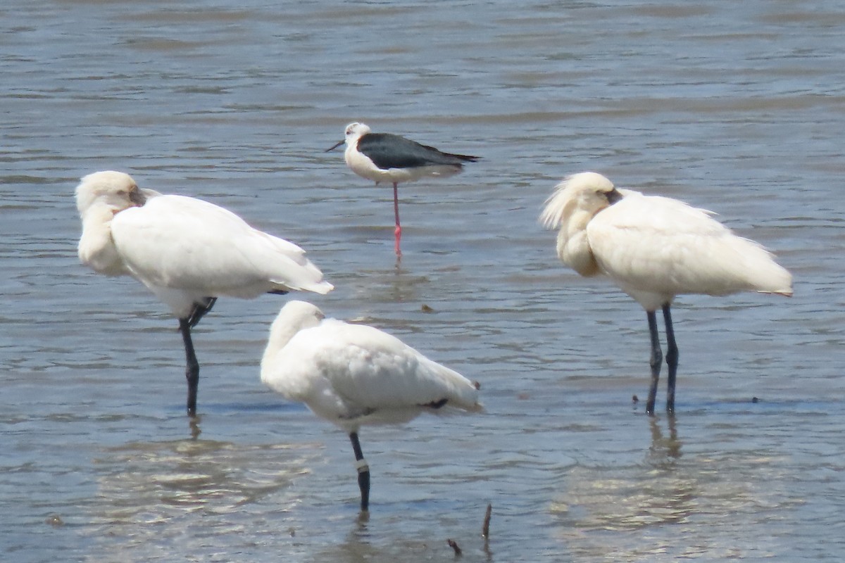 Black-winged Stilt - ML637832543