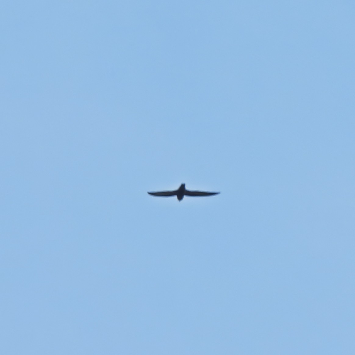 Short-tailed Swift - ML637832568