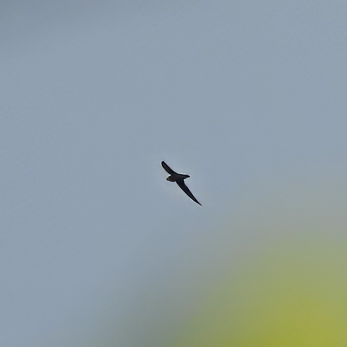 Short-tailed Swift - ML637832569