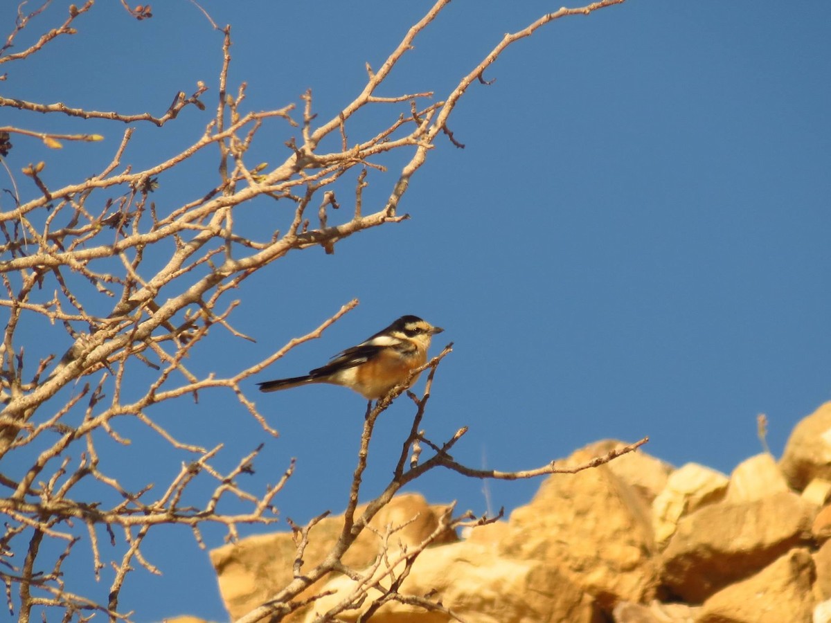 Masked Shrike - ML637832607