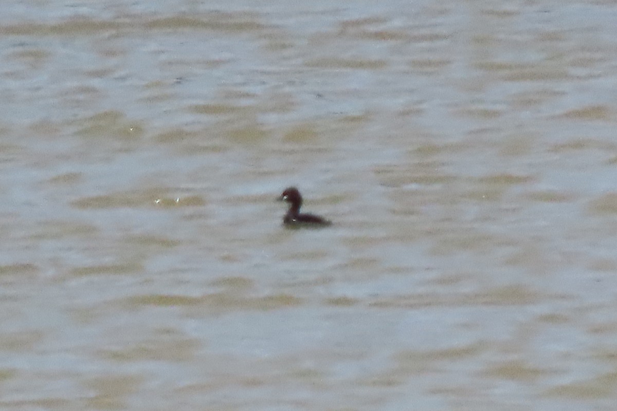 Little Grebe - ML637832618