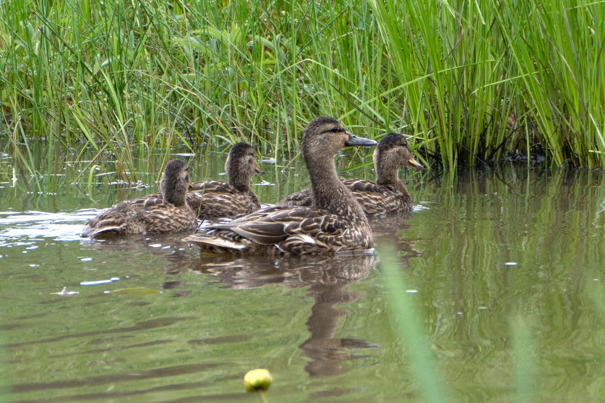 Mallard - ML637832639