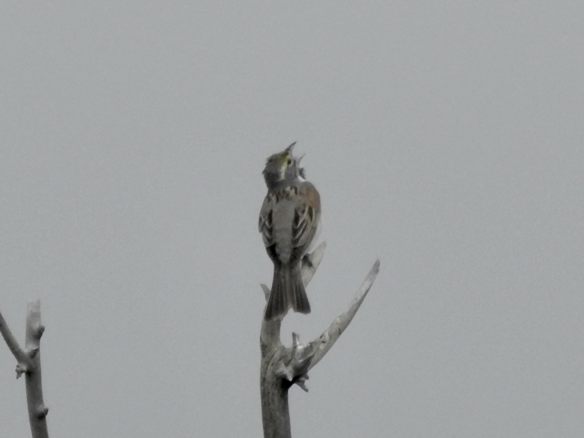 Dickcissel - ML637832653