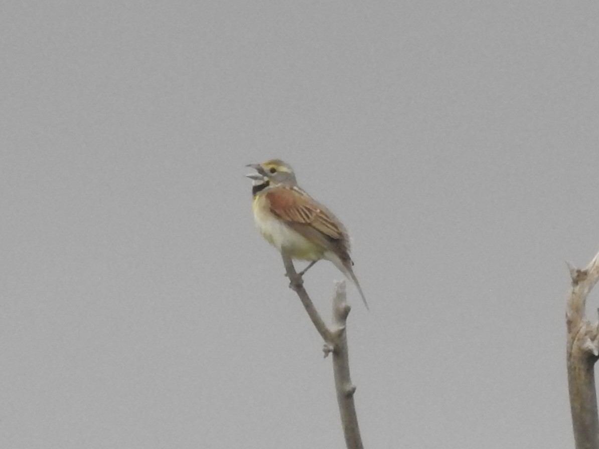 Dickcissel - ML637832654