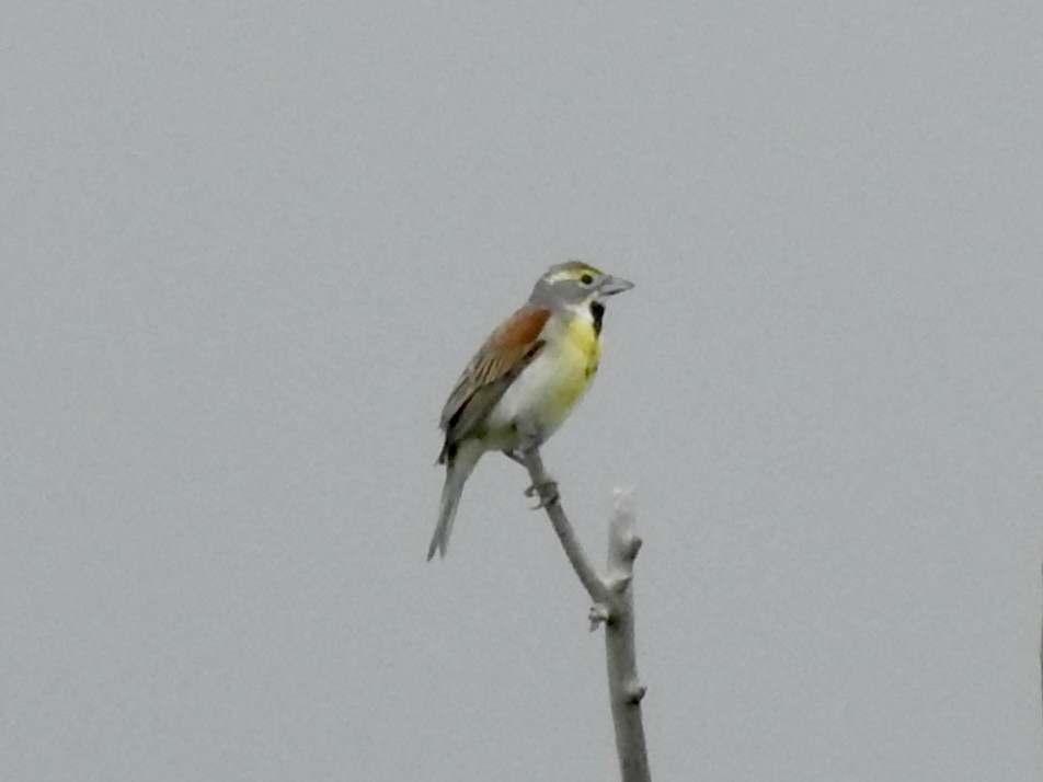 Dickcissel - ML637832655