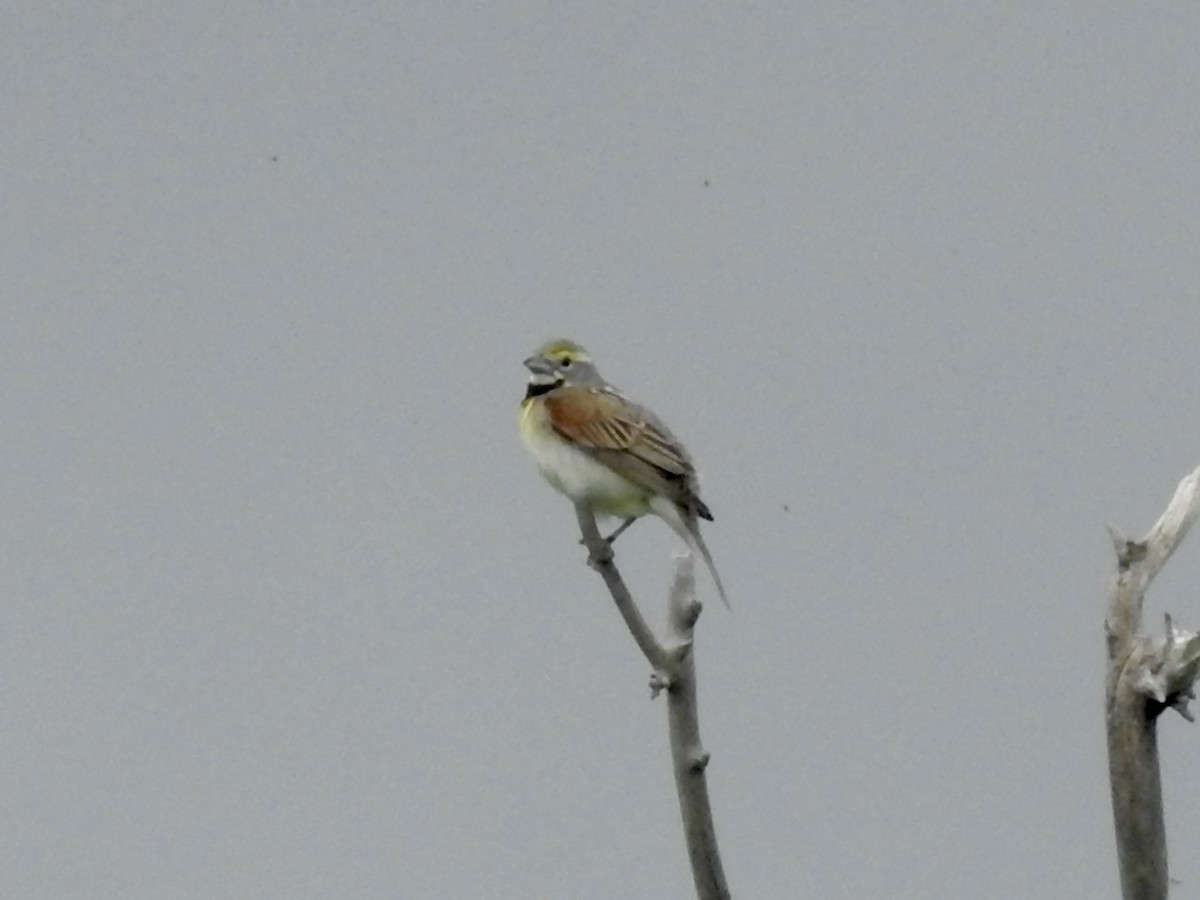 Dickcissel - ML637832656