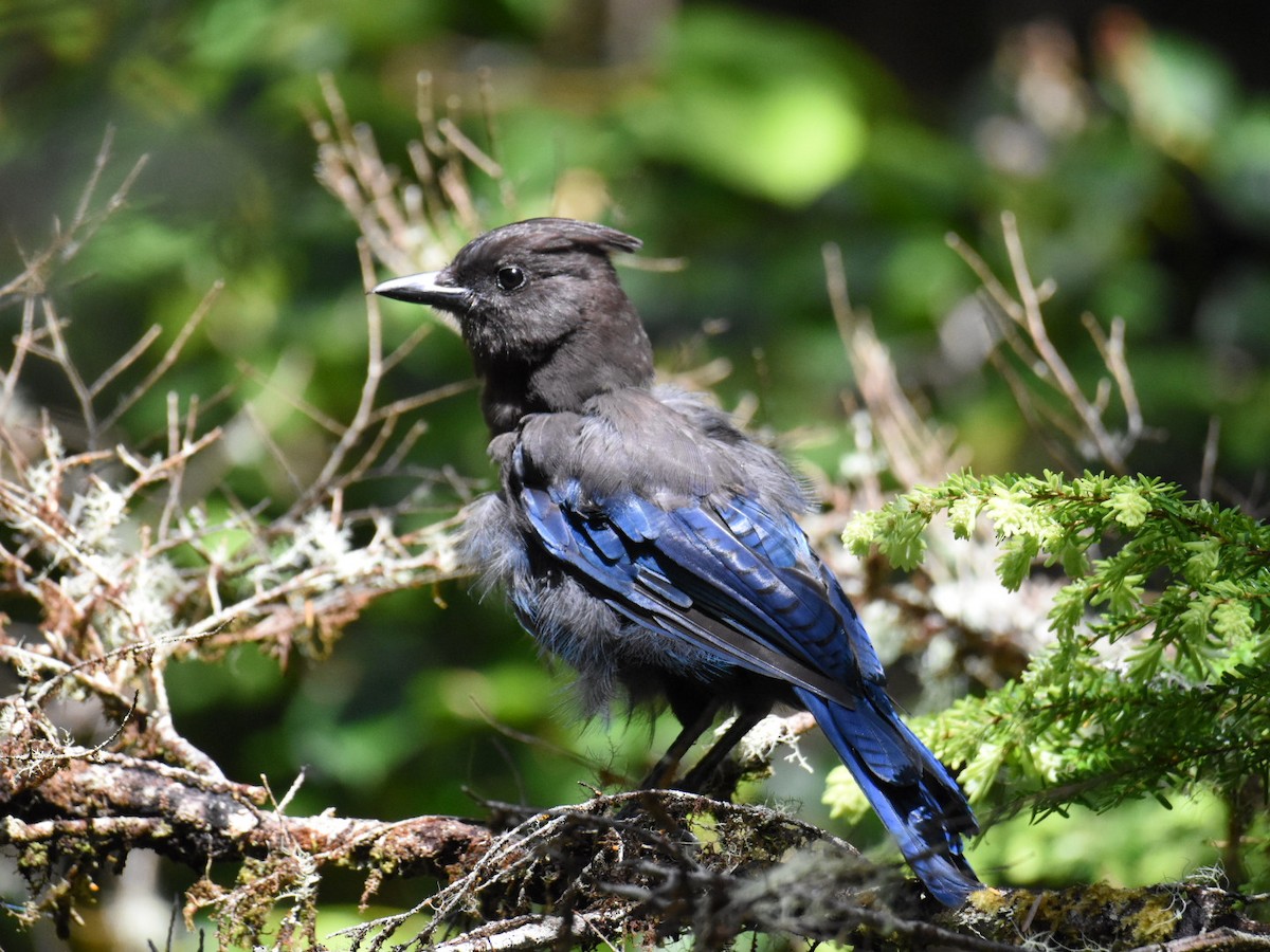 Steller's Jay - ML637832742