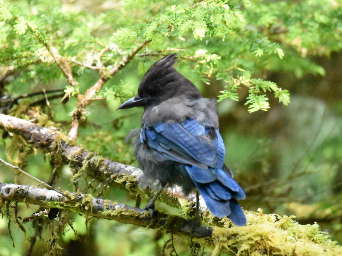 Steller's Jay - ML637832743