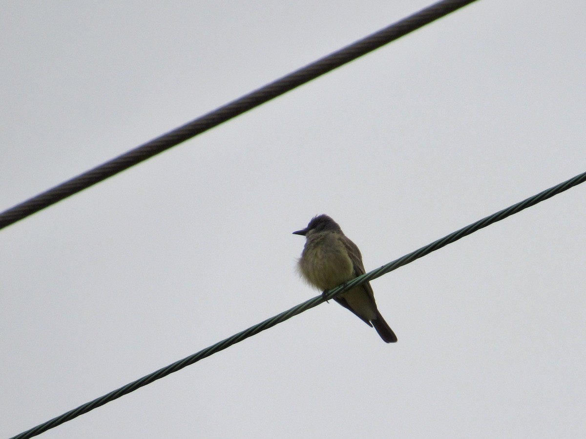 Cassin's Kingbird - ML637832762