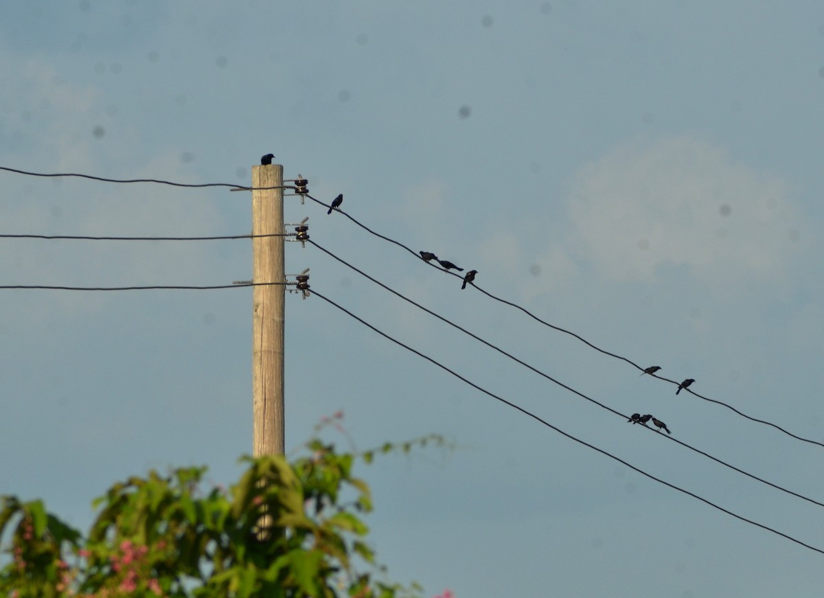 Tawny-shouldered Blackbird - ML637832765