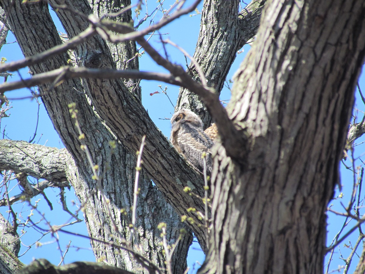 Great Horned Owl - ML637832800