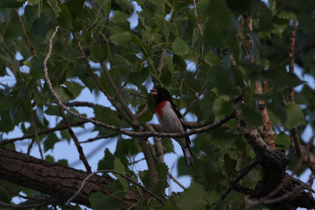 Cardinal à poitrine rose - ML637832819