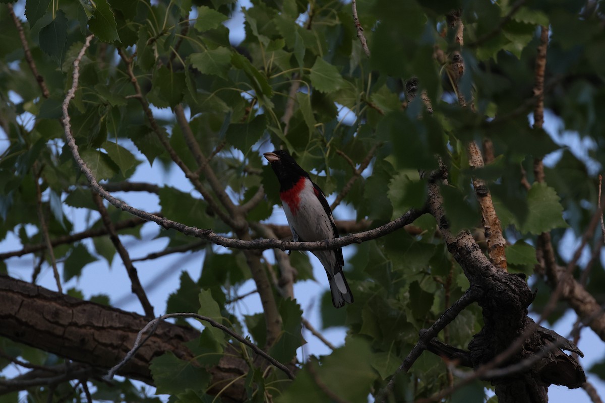 Cardinal à poitrine rose - ML637832820