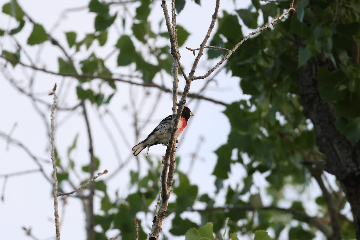 Cardinal à poitrine rose - ML637832821
