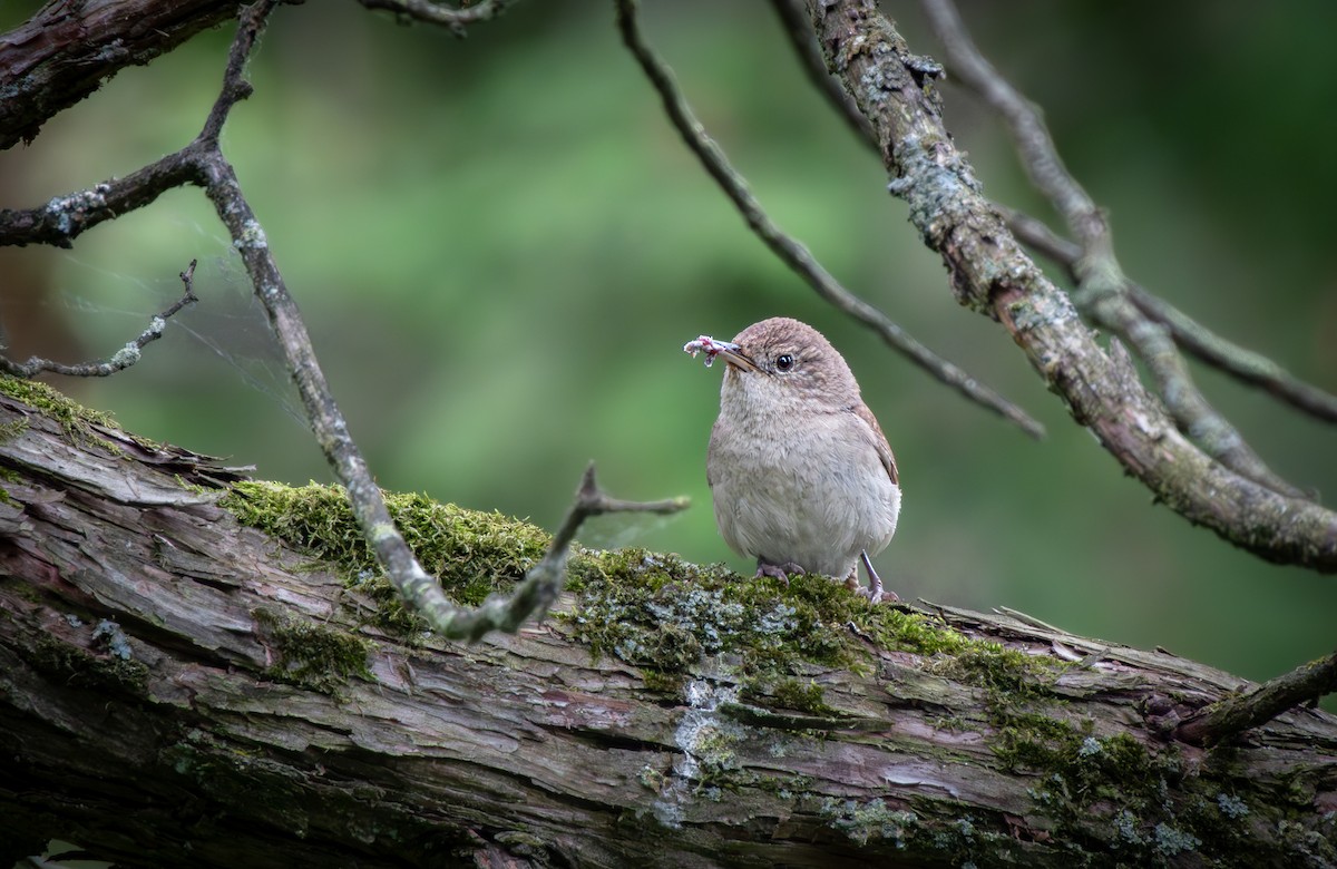 Northern House Wren - ML637832899