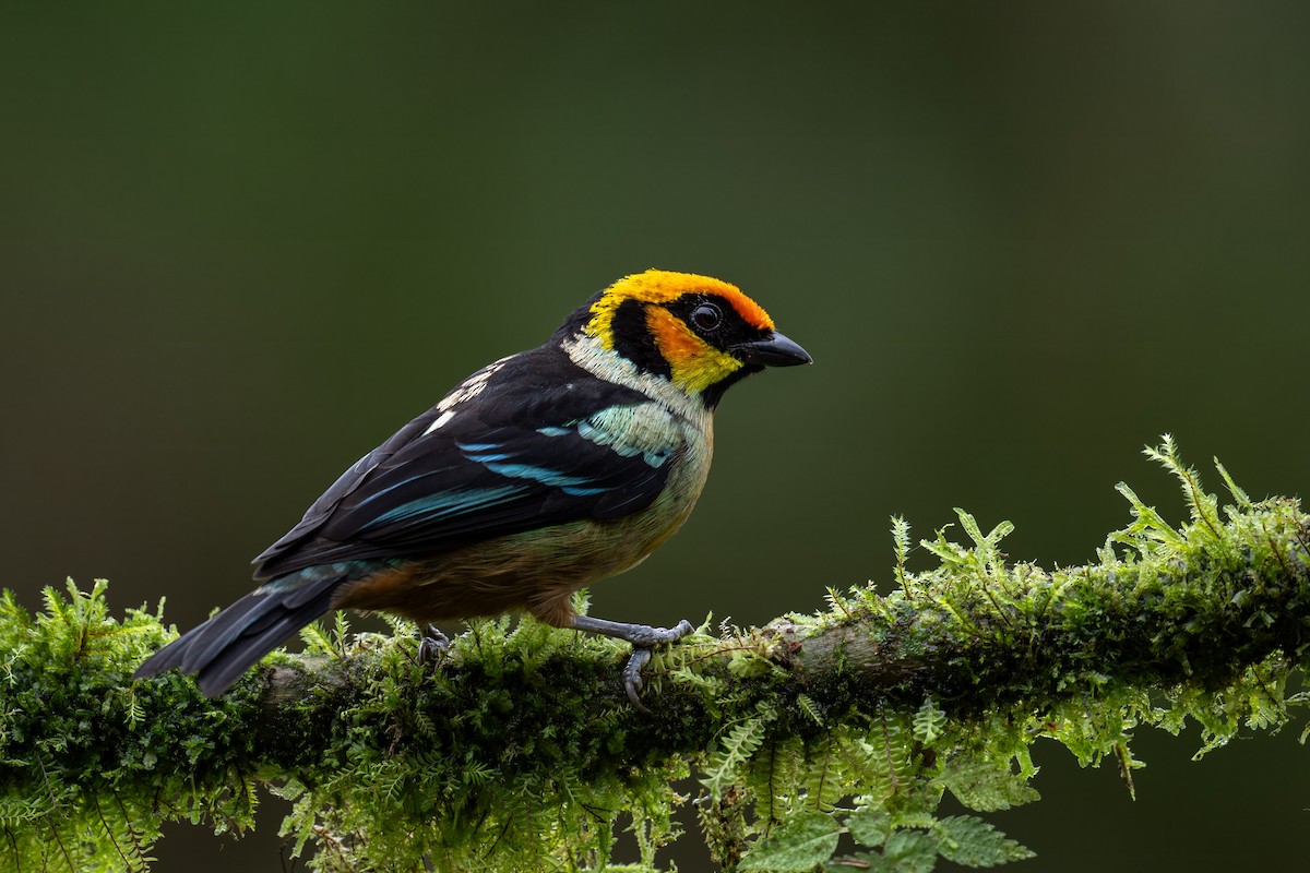 Flame-faced Tanager (Yellow-faced) - ML637832918