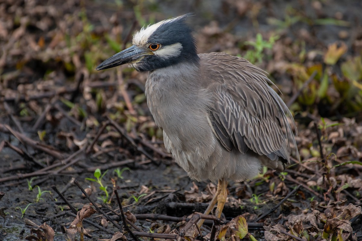 Yellow-crowned Night Heron - ML637833057