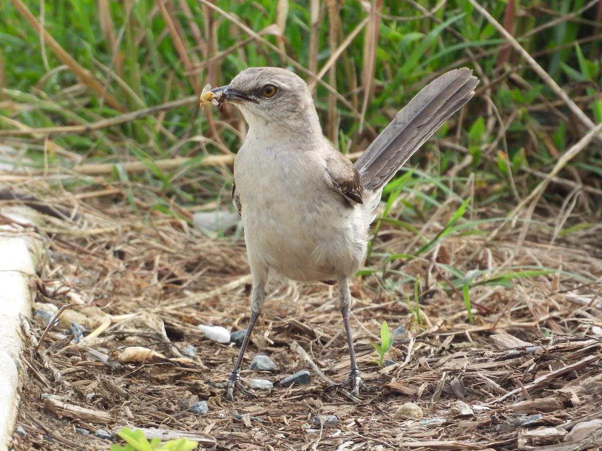 Northern Mockingbird - ML637833106