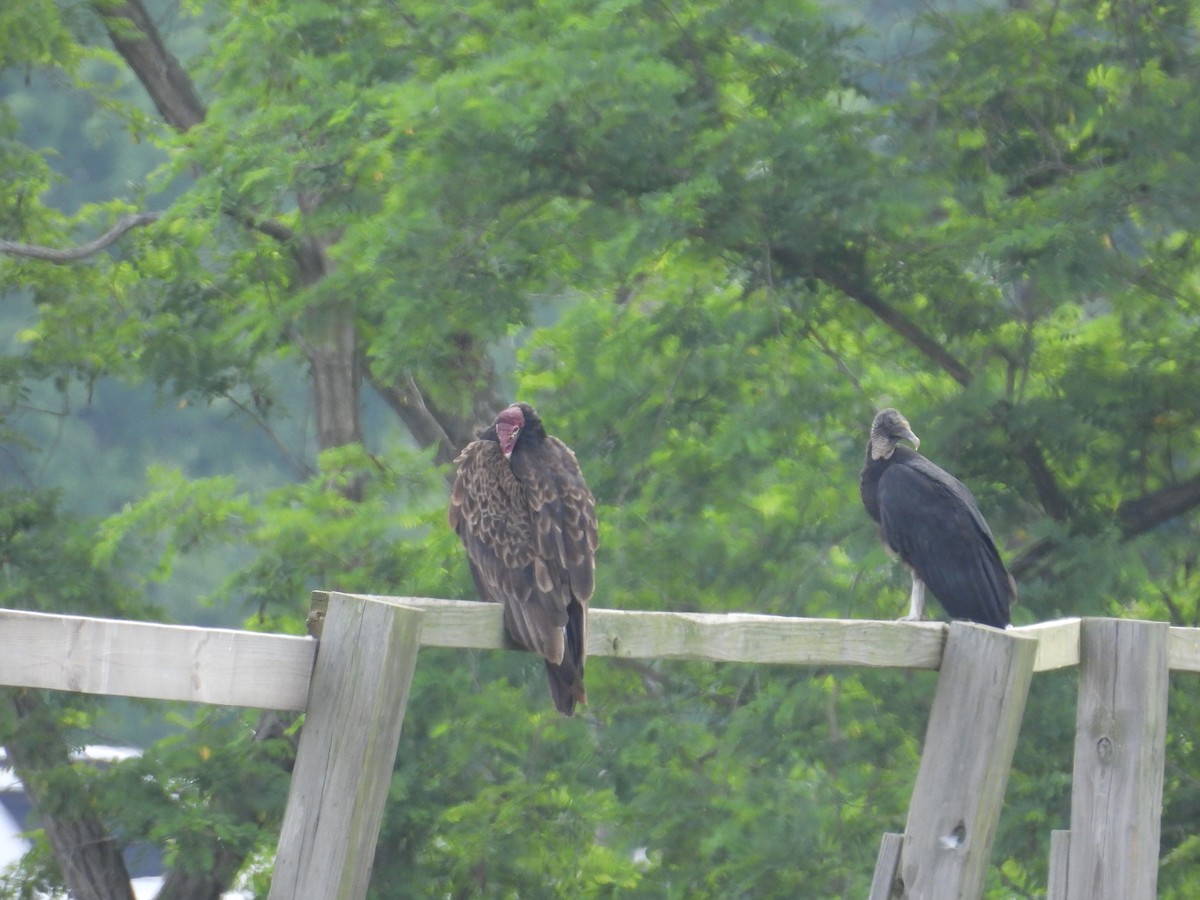 Turkey Vulture - ML637833121