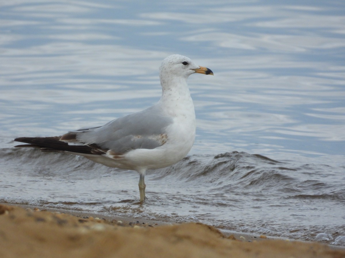 Ring-billed Gull - ML637833197