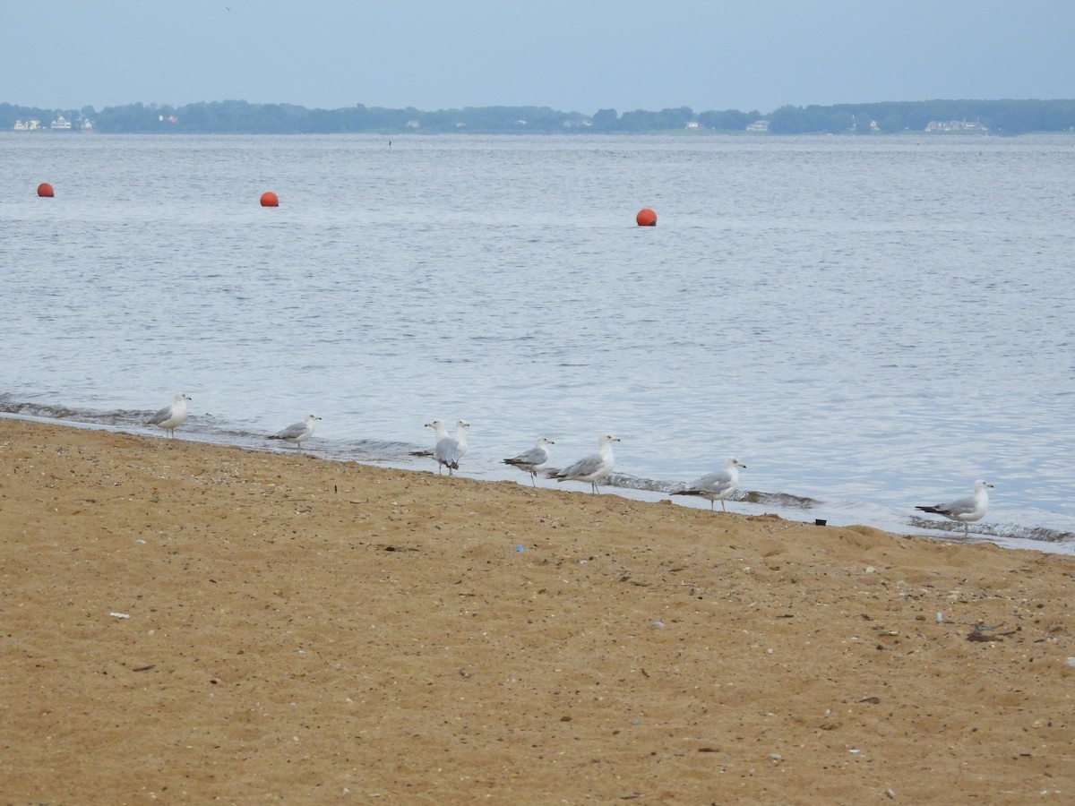 Ring-billed Gull - ML637833240