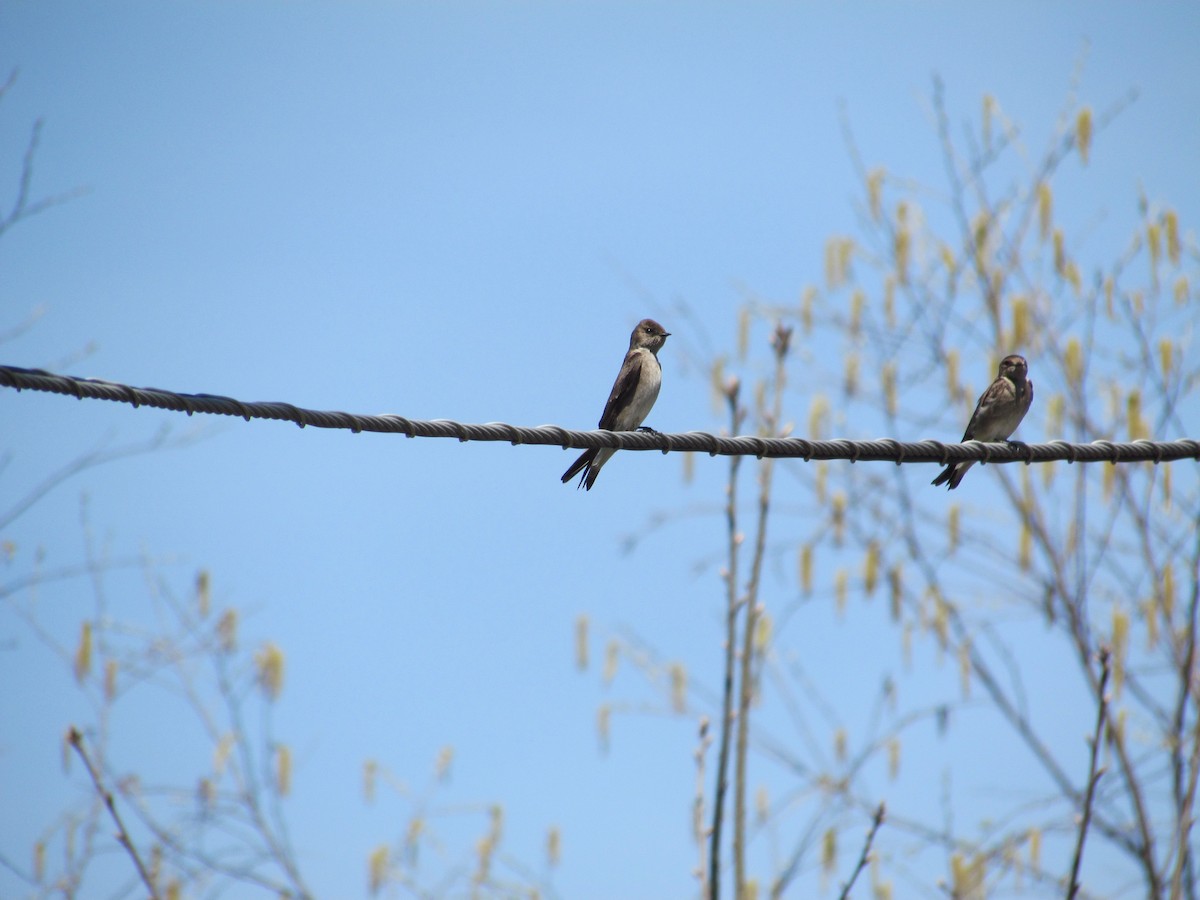 Northern Rough-winged Swallow - ML637833246