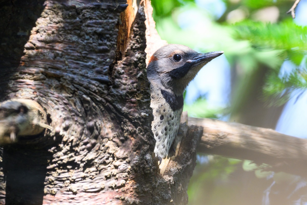 Northern Flicker - ML637833249