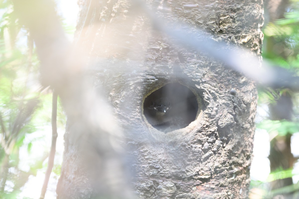 Northern Flicker - ML637833250